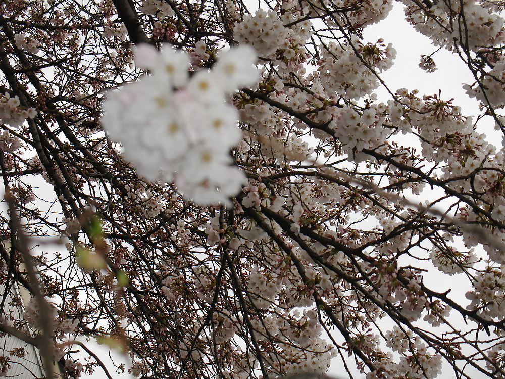 サクラ
 #12083511