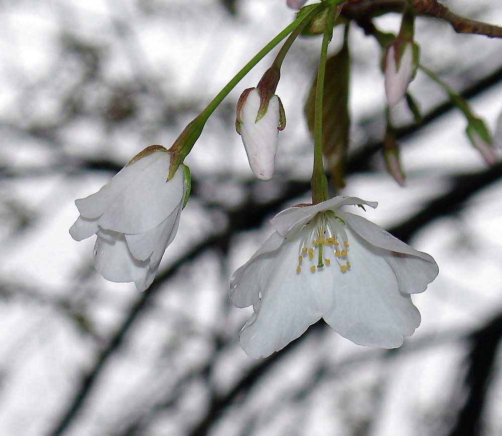 サクラ
 #12083518