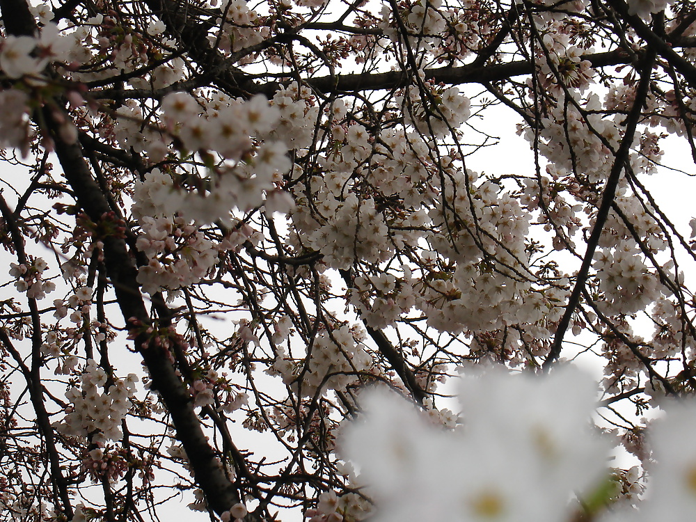 サクラ
 #12083527