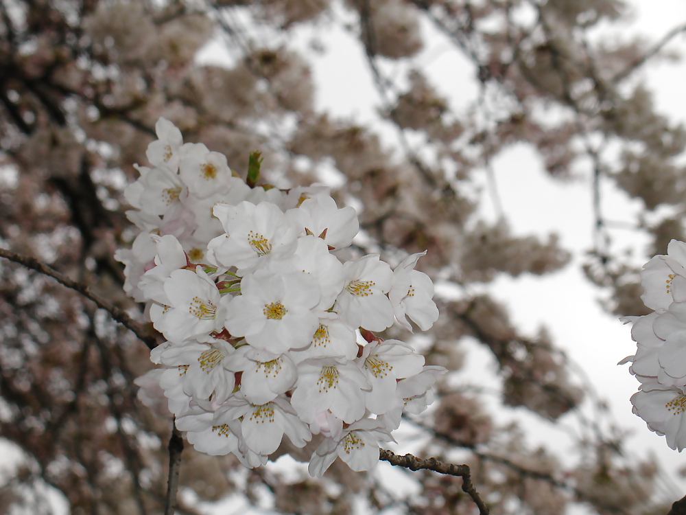 サクラ
 #12083535