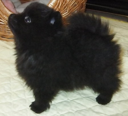 Animales favoritos
 #3261097