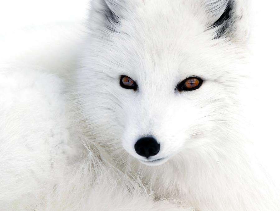 Animales favoritos
 #3261103