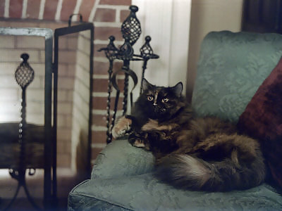 Animales favoritos
 #3261120