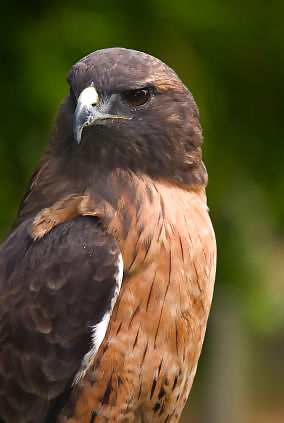 Animales favoritos
 #3261129