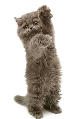 Animales favoritos
 #3261136