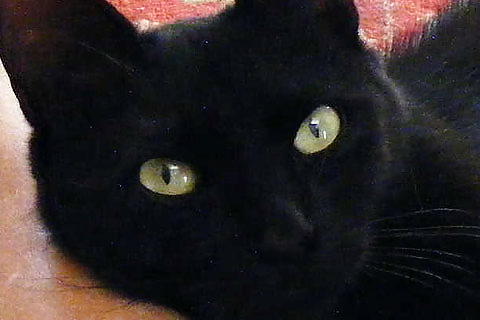 Animales favoritos
 #3261180