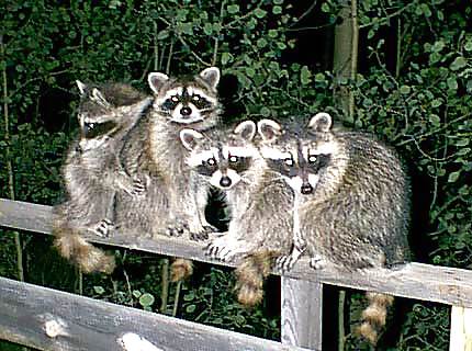 Animales favoritos
 #3261197