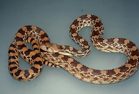 Animales favoritos
 #3261204