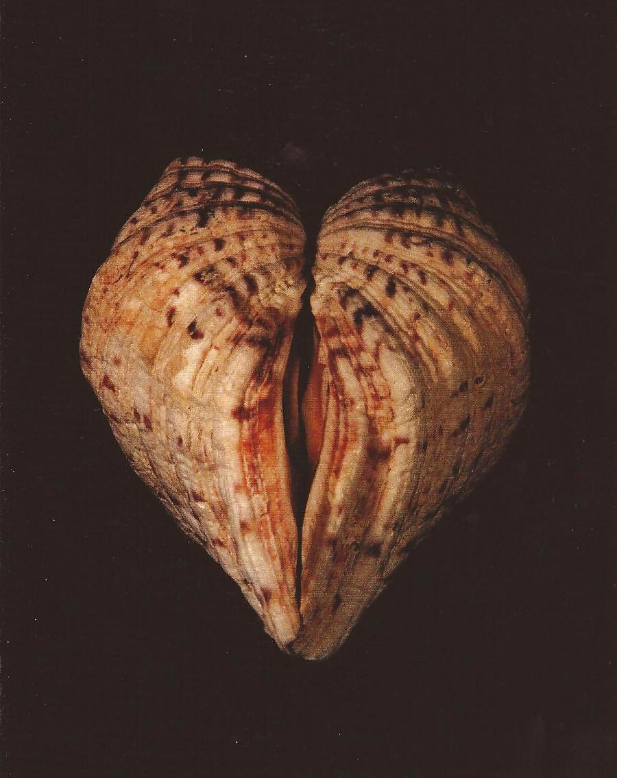 Geschlecht Kunst 3 - Vulva (3) #15133566