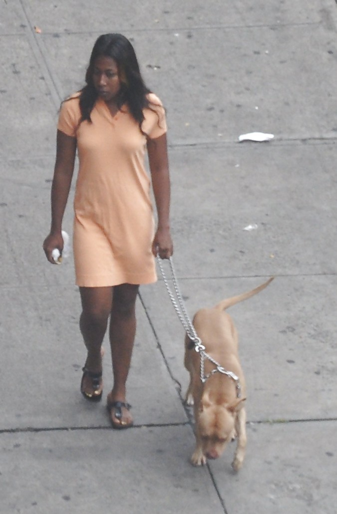 Harlem Mädchen In Der Hitze 294 New York - Pit Bull Dog Hündinnen #5098240