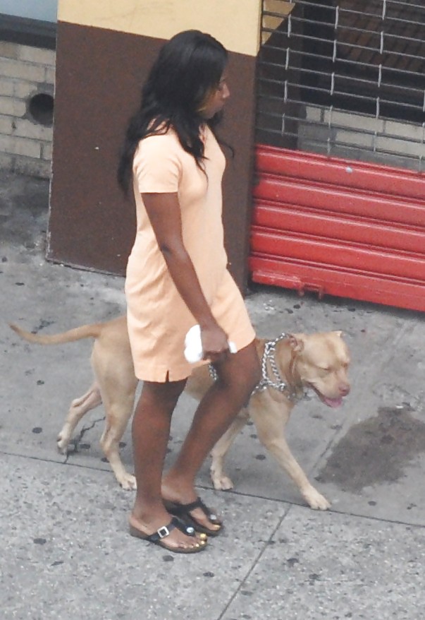 Harlem Mädchen In Der Hitze 294 New York - Pit Bull Dog Hündinnen #5098257