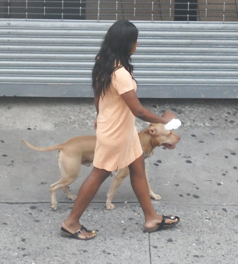 Harlem Mädchen In Der Hitze 294 New York - Pit Bull Dog Hündinnen #5098320