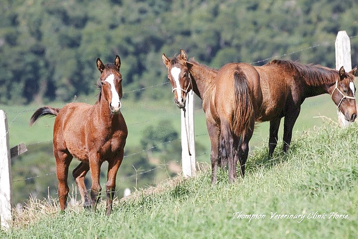 Pasión por los caballos
 #11192307