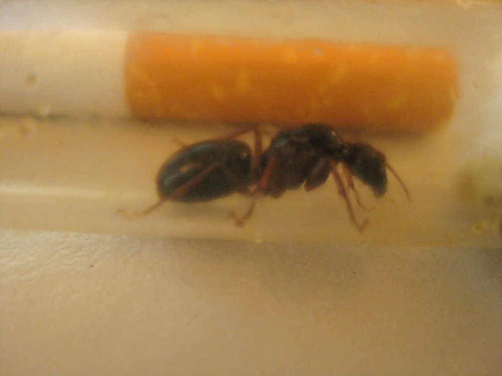 First macro #17553454