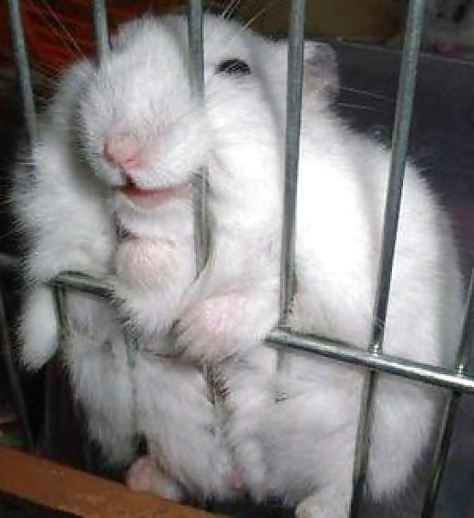 My Hamster Pics #4375131