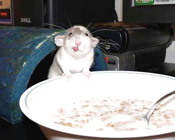 My Hamster Pics #4375144