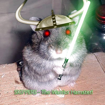My Hamster Pics #4375151