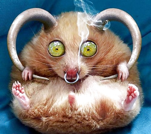 My Hamster Pics #4375160