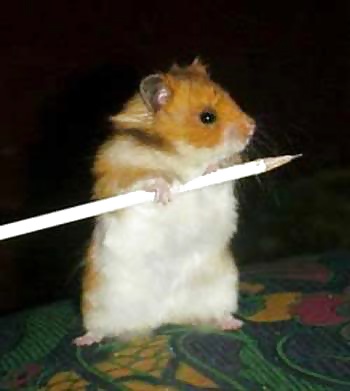 My Hamster Pics #4375166