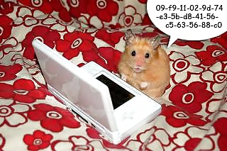 My Hamster Pics #4375178