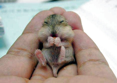 My Hamster Pics #4375184