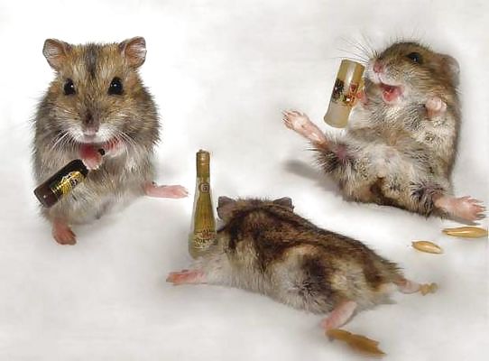 My Hamster Pics #4375197