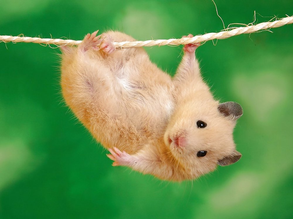 My Hamster Pics #4375206