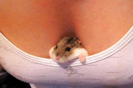 My Hamster Pics #4375218