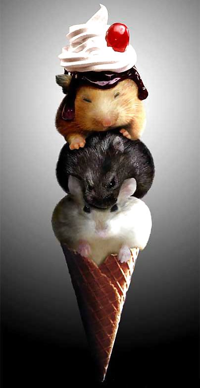 My Hamster Pics #4375223