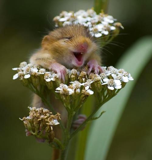 My Hamster Pics #4375237