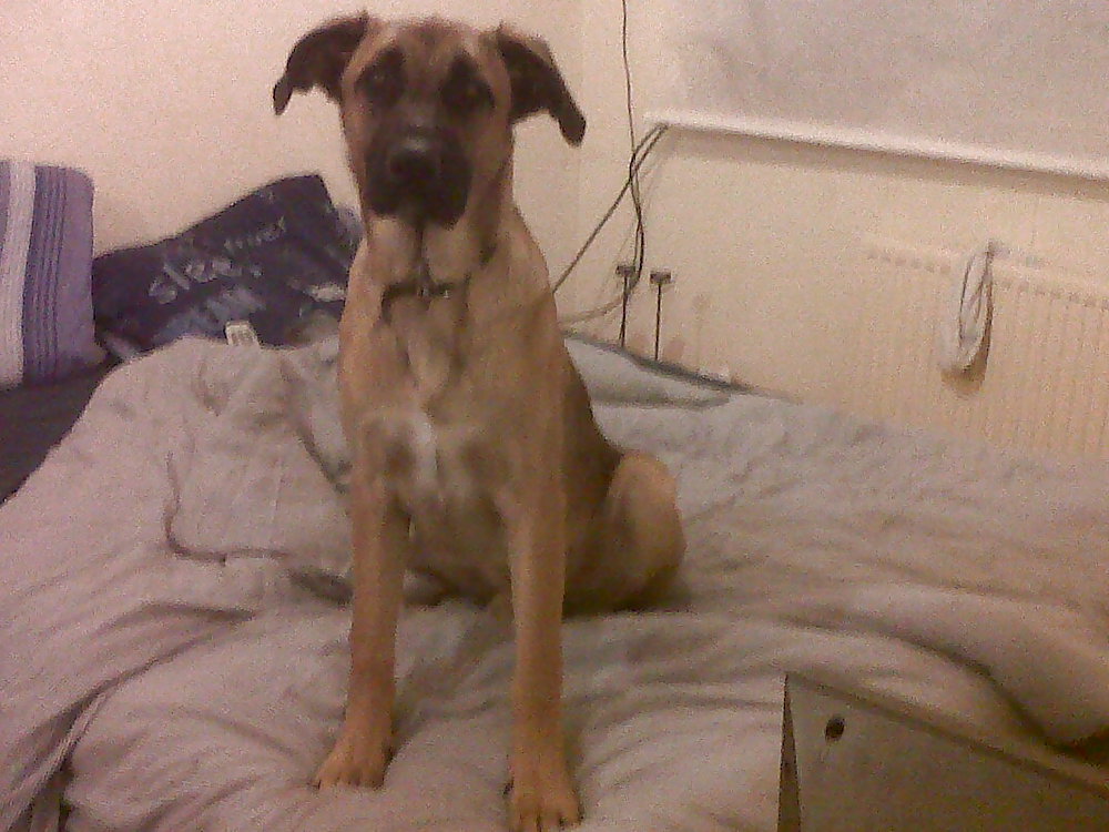 My pup #8164747