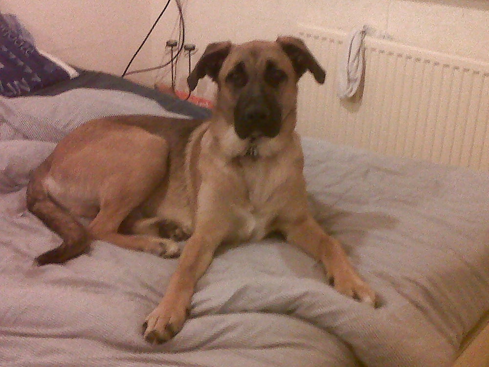 私の子犬
 #8164759