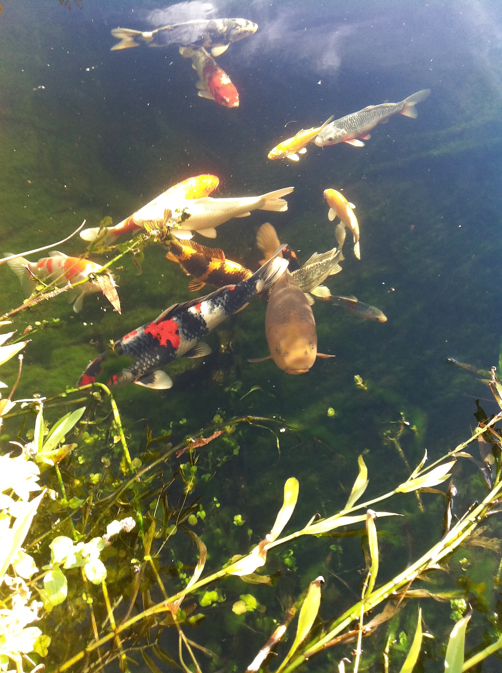 Die jungs...meine koi
 #14687551