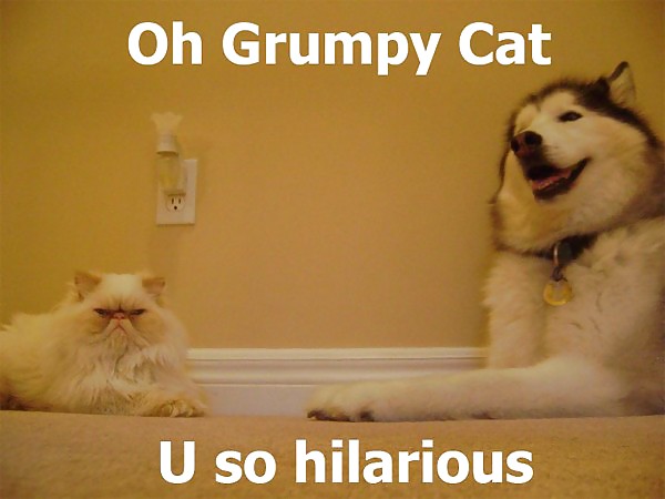 Funny or yeah what eva #4303193