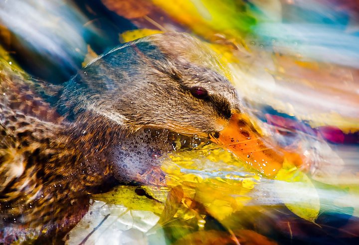 Belleza colorida
 #7268493