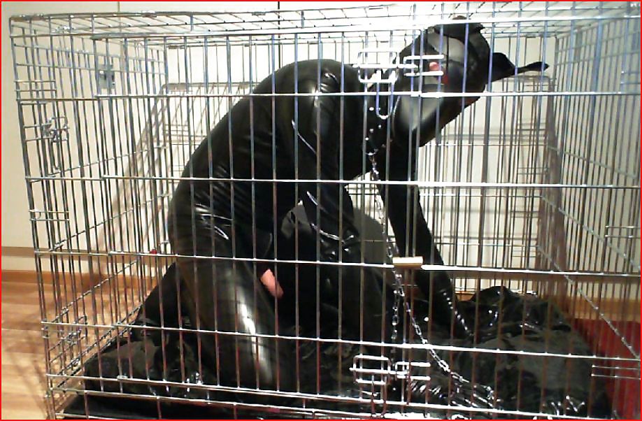 犬
 #12073384