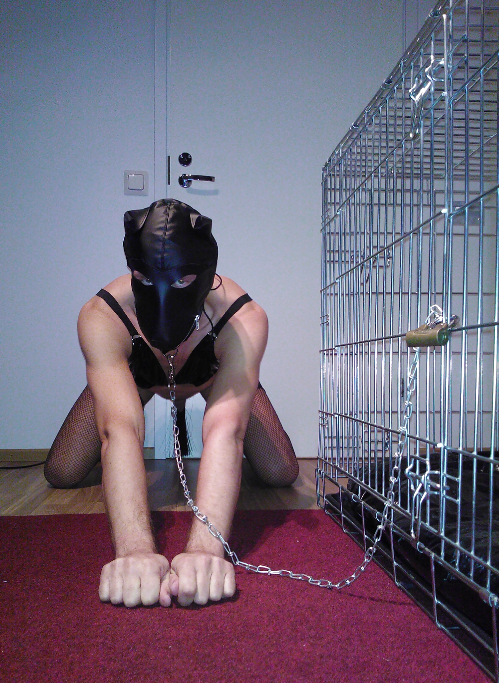 犬
 #12073419