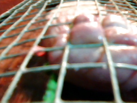 La polla de Buck en una jaula con rejilla 
 #19772352