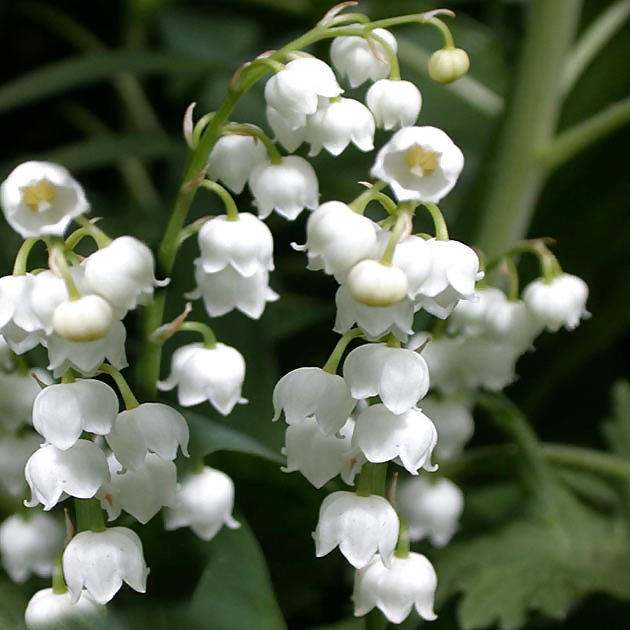 Porte bonheur ! #16510015