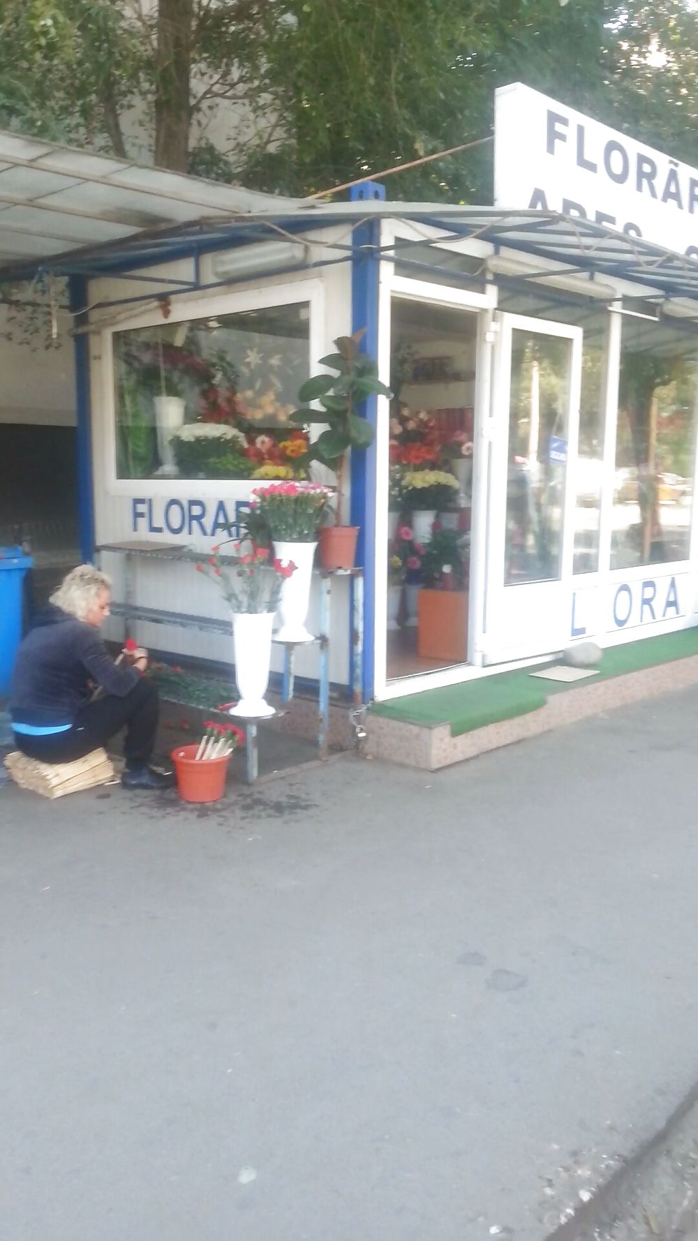 Florareasa #21128533