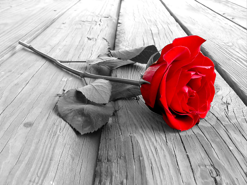 赤い赤いバラ
 #14013304