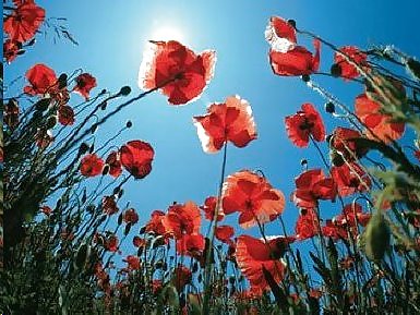 Wonderfull World #11670165