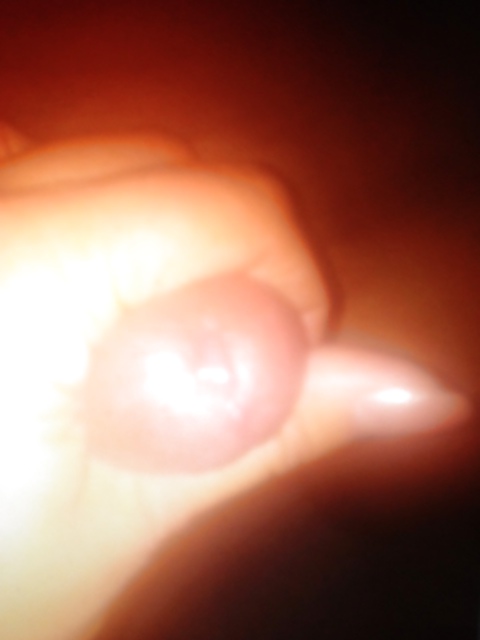 Serving a Goddess. #22067654