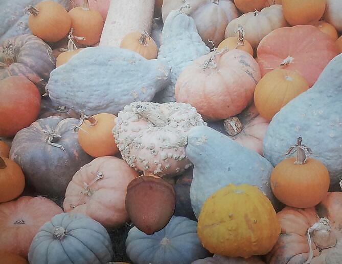 Pumpkin Patch #21184804