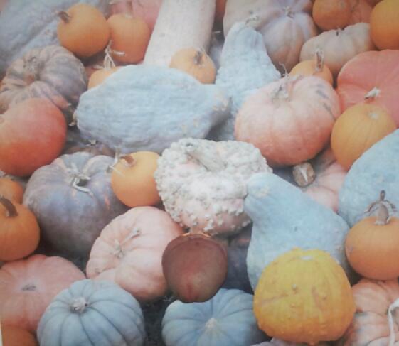 Pumpkin Patch #21184812