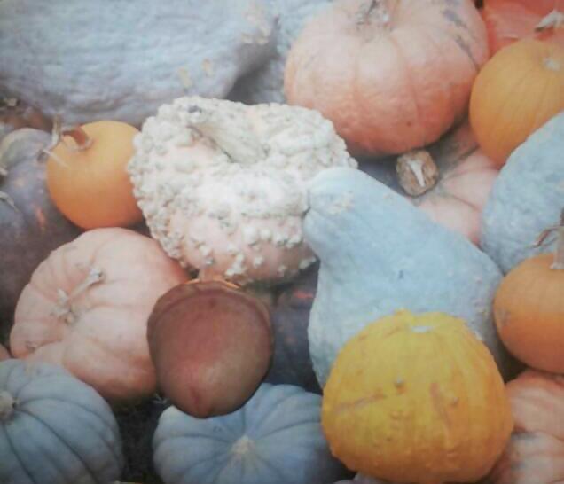 Pumpkin Patch #21184821