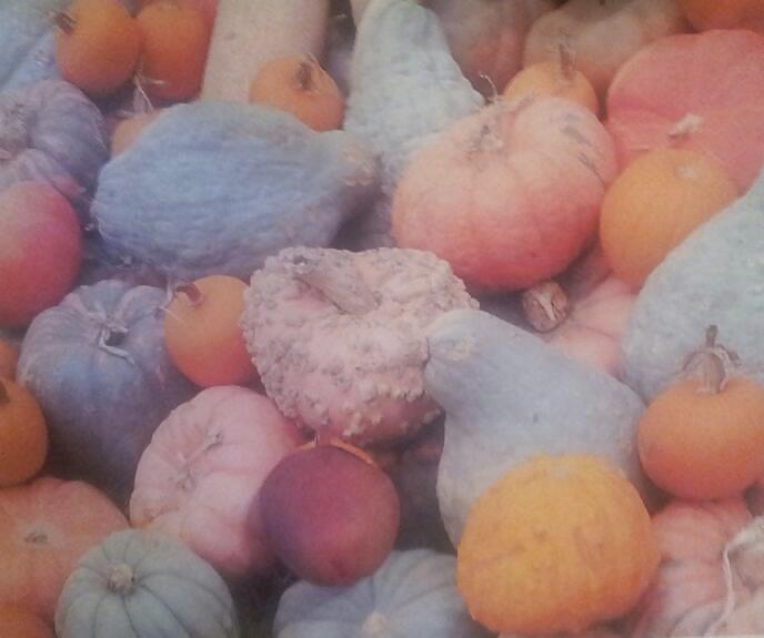 Pumpkin Patch #21184827