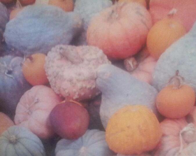 Pumpkin Patch #21184830