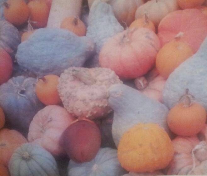 Pumpkin Patch #21184845