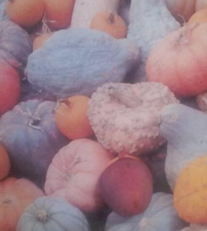 Pumpkin Patch #21184850